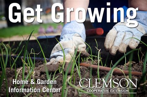 clemson iroar|clemson extension home and garden.